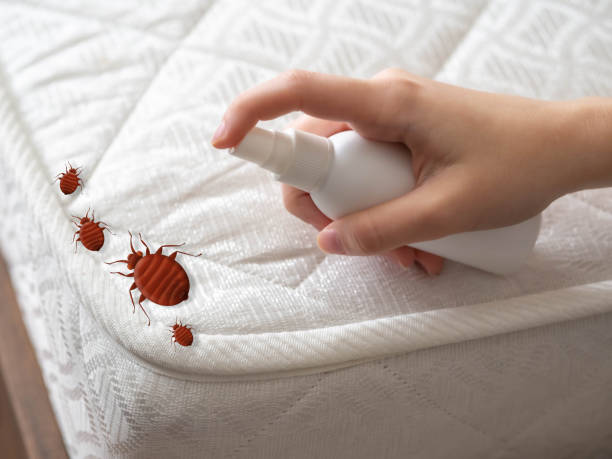 Pest Prevention Services in Terrace Heights, WA